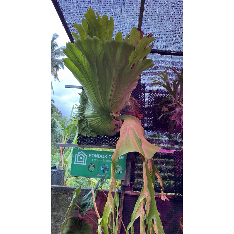 Platycerium Grande Jumbo