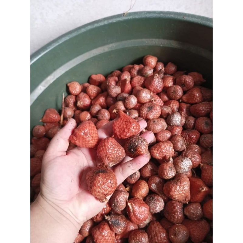 

Asam payak/ Asam maram