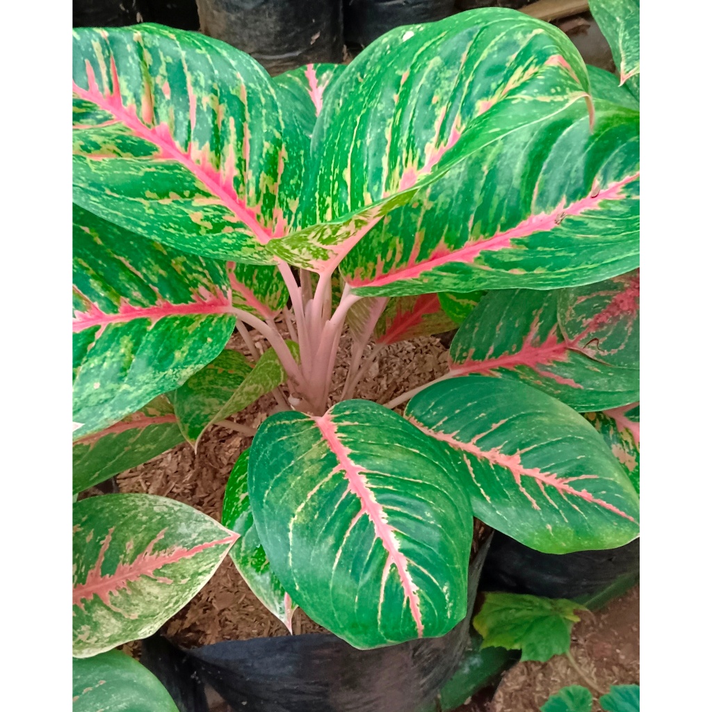 Aglaonema Big Papa