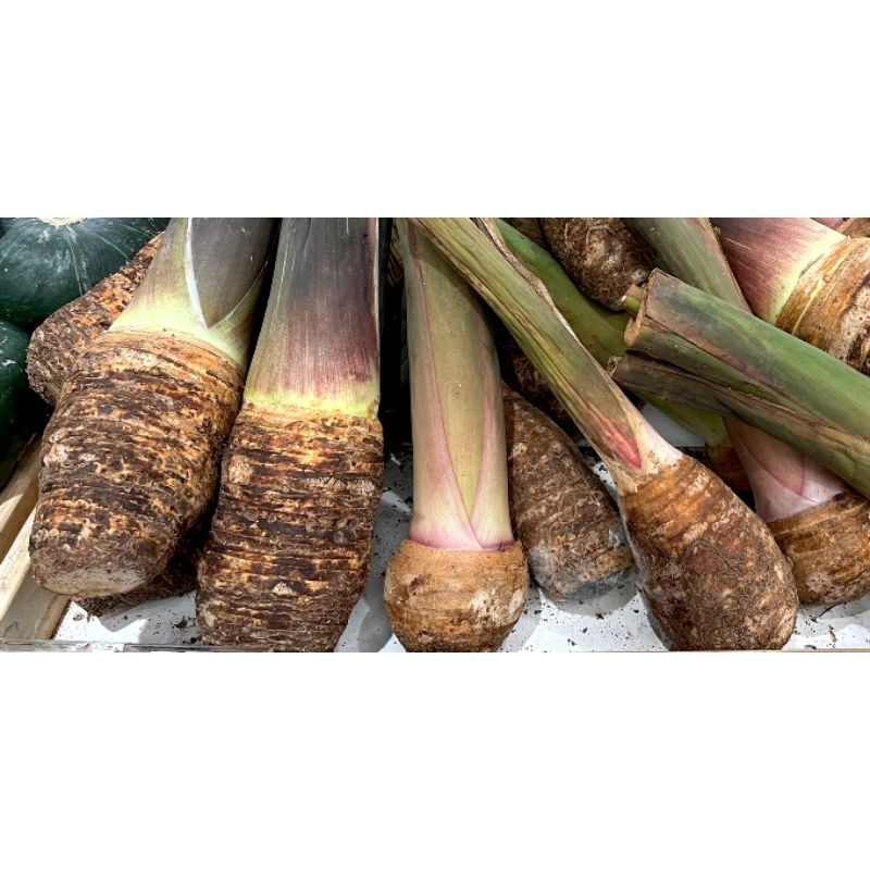 

talas umbi umbian asli hasil petani