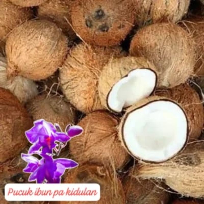 

kelapa tua segar/1kg