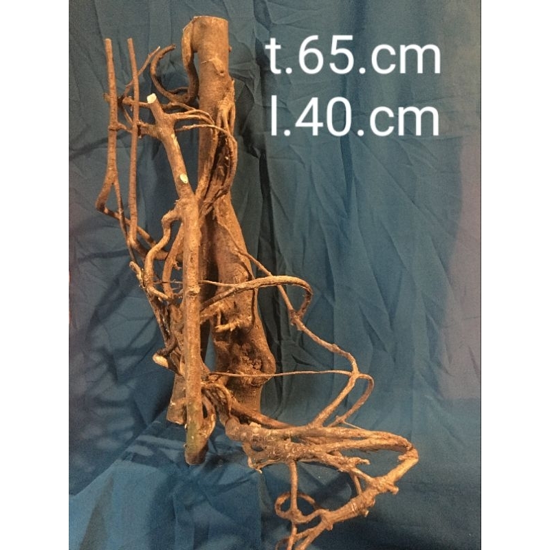 akar mimang kurung asli alam