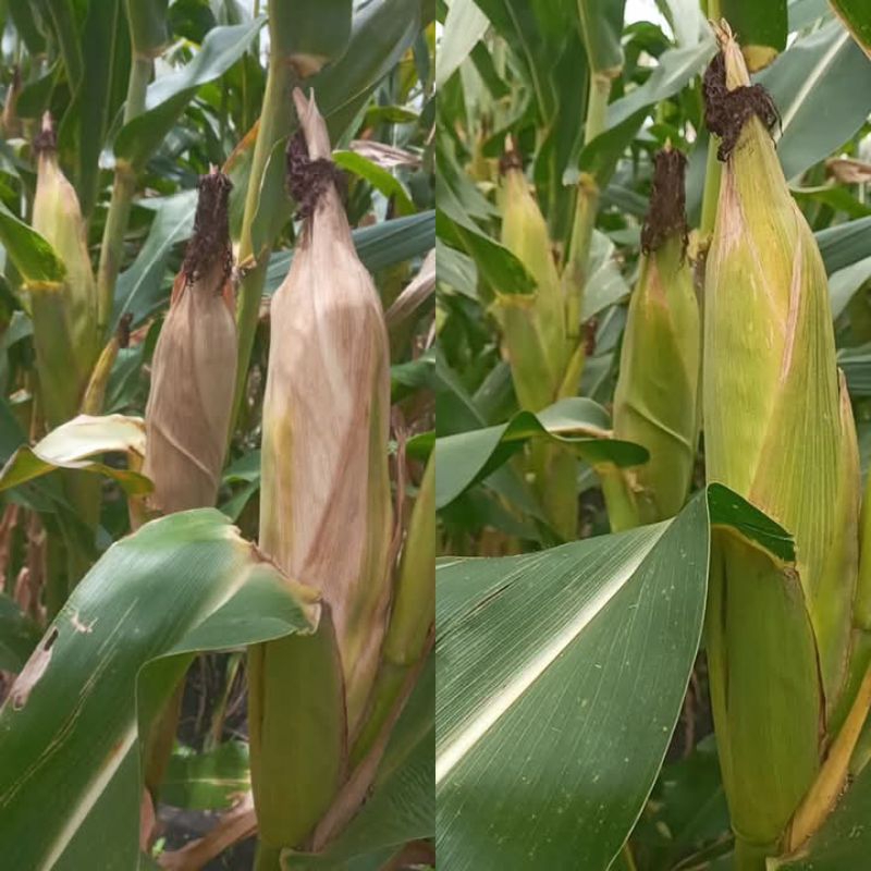 BENIH JAGUNG PERKASA SUPER, MURAH 1KG