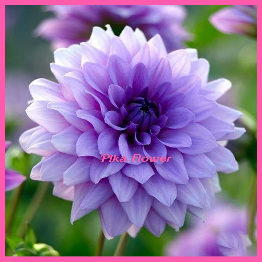 Umbi Bunga Dahlia - Benih Bunga Dahlia Warna Cantik