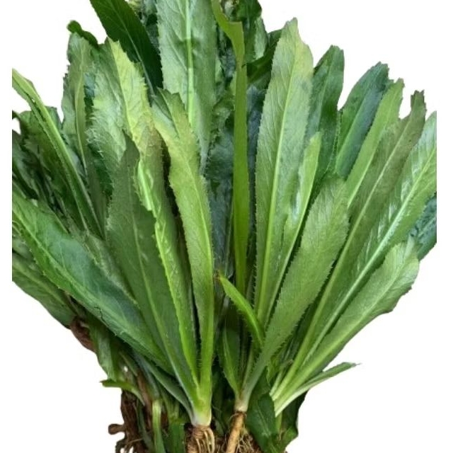 

20 pohon Daun Walang Sangit / Walang cina segar ( non pestisida )