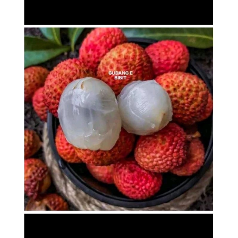 Bibit Leci Merah Batang Besar Hasil Cangkok