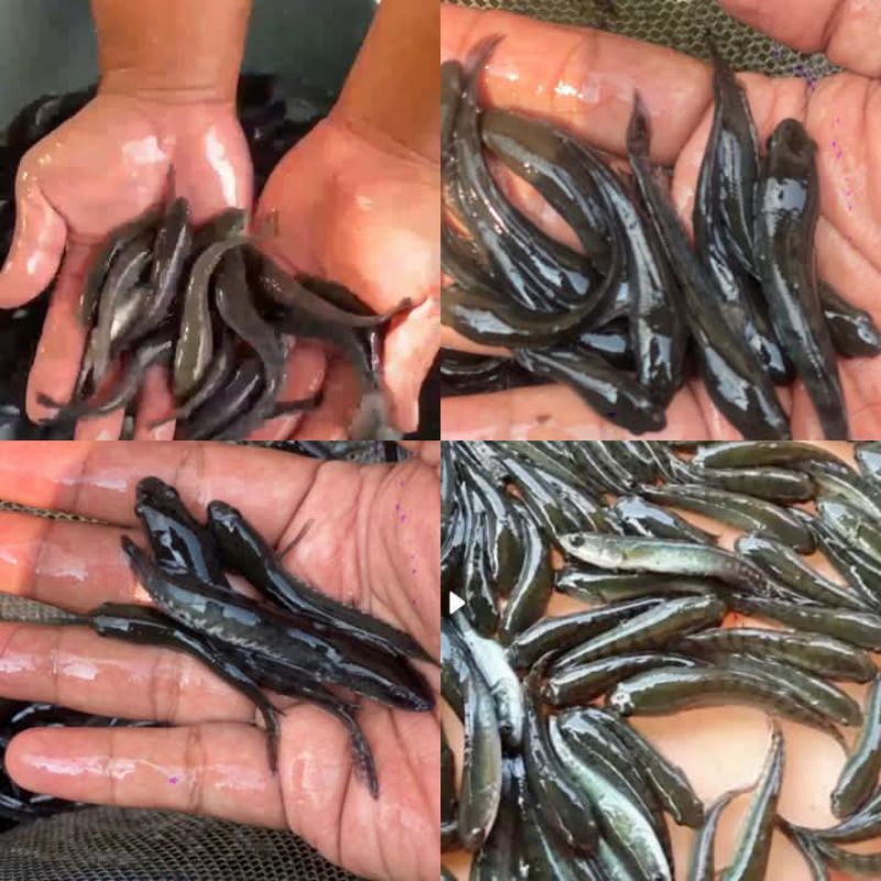bibit lele / pakan ikan predator / buat pembesaran
