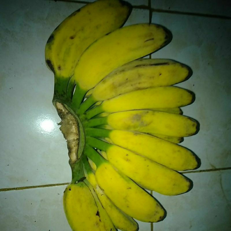 

Pisang Kepok Gajih merah matang