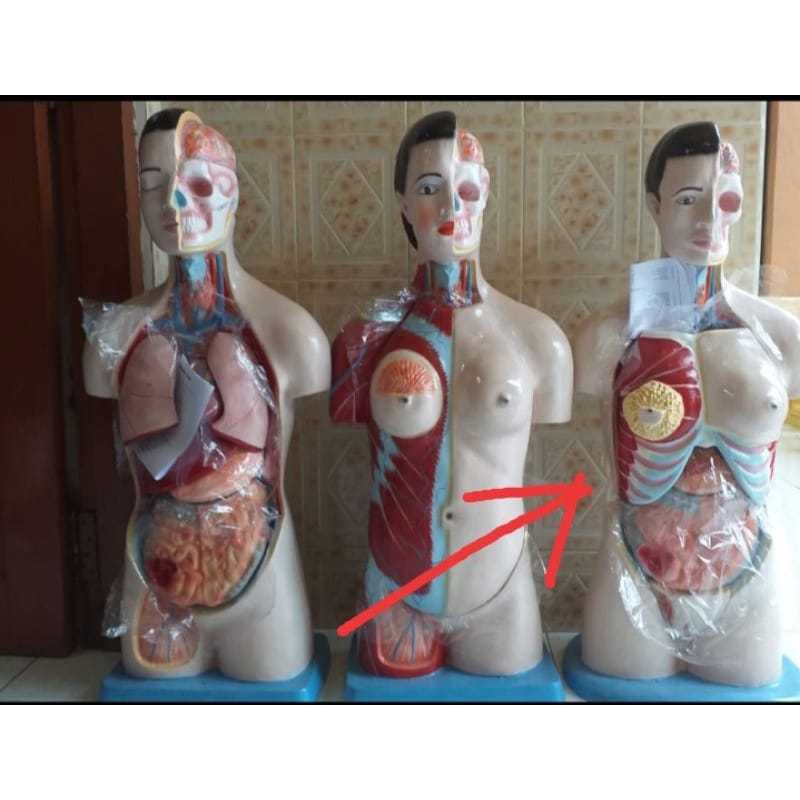 Torso Manusia Setengah Tubuh Dwi Fungsi