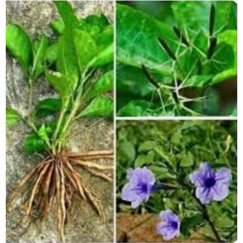

herbal tanaman pletekan 1kg/herbal kencana ungu