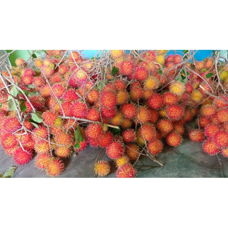 

RAMBUTAN ACEH 1KG