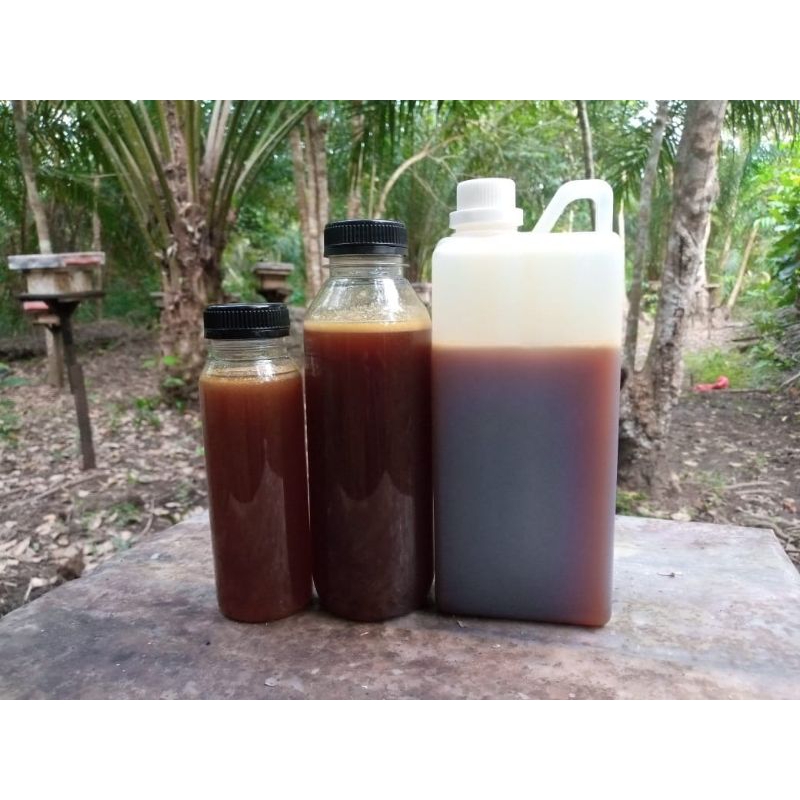 

Madu Pahit (1Kg) Murni 100% Kelulut Klanceng Trigona Itama Langka Stok Terbatas Asli Hutan Kalimantan