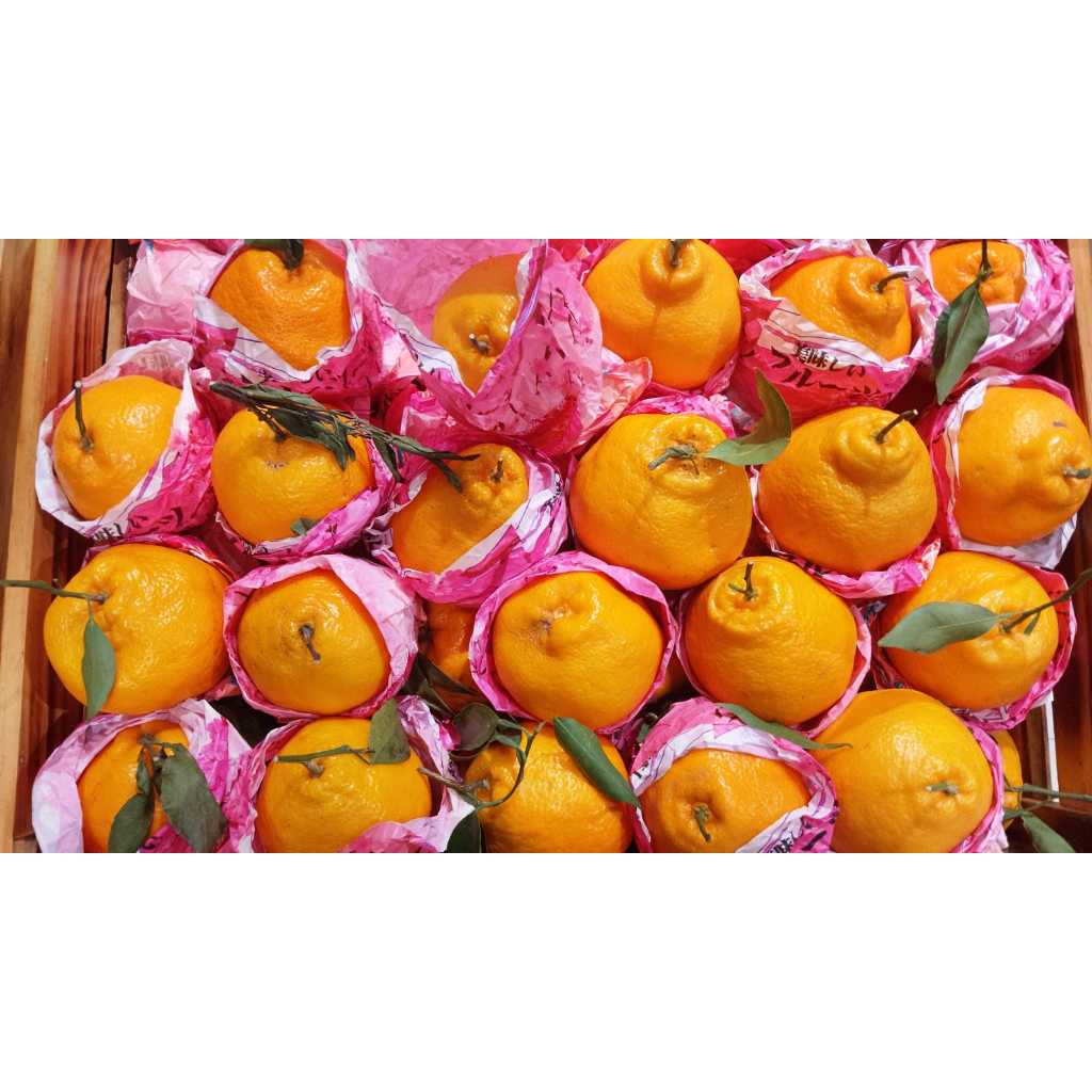 

JERUK DEKOPON XXXL 900G-1000G