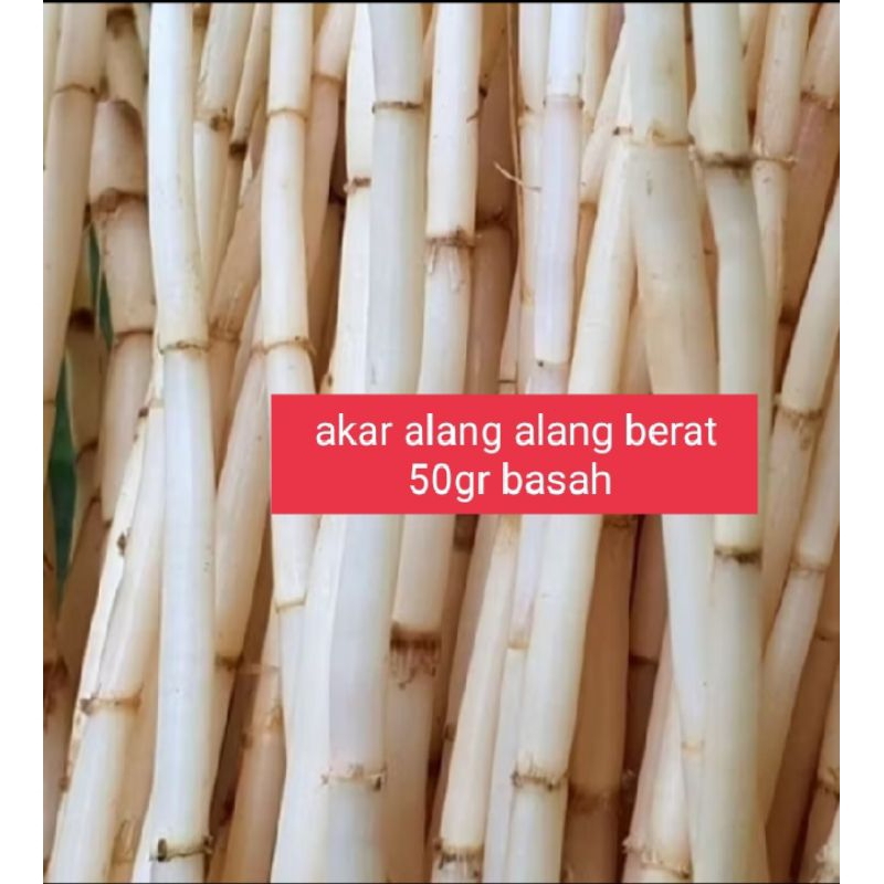 

akar alang alang/herbal alami