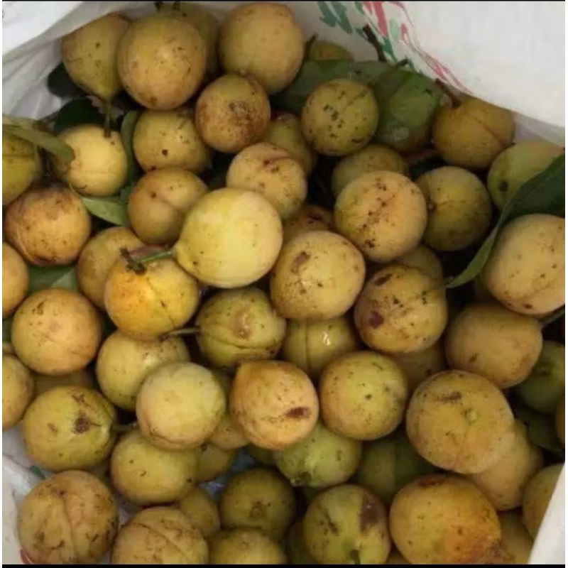 

1 kg BUAH PALA MUDA SEGAR BAHAN MANISAN / BUAH PALA HERBAL INSOMNIA / HERBAL LUKA LUAR