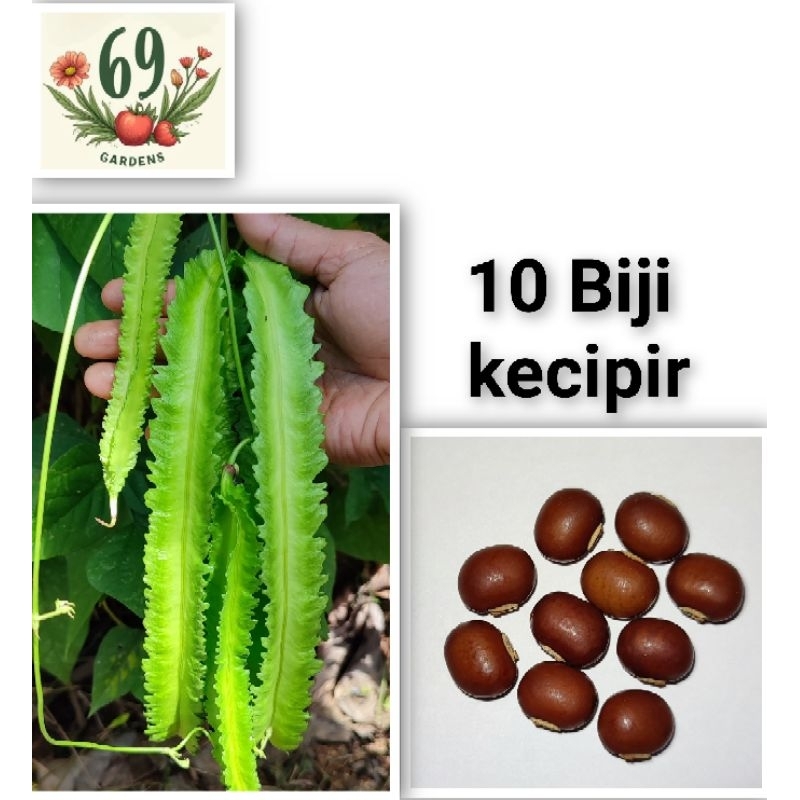 

10 Biji kecipir fresh seed