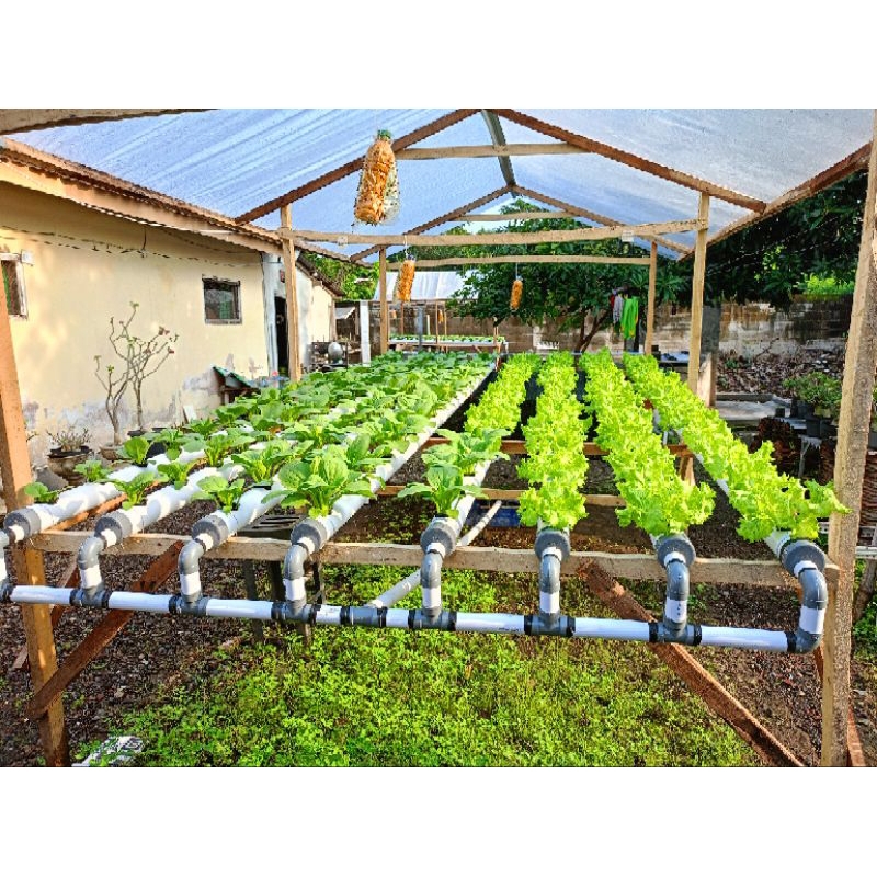 

SAWIPAKCOYHIDROPONIK/500GR