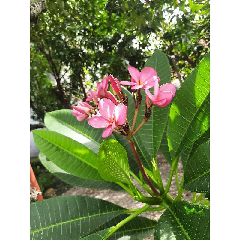 bibit stek kamboja bunga kamboja pink
