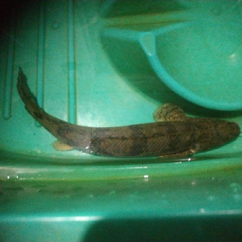 Palmas Endlichery endliceri 20cm