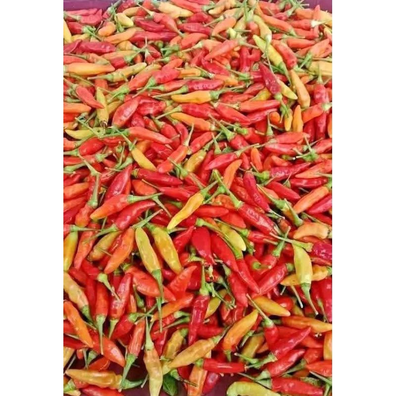 

Cabai Rawit Caplak 250 gr