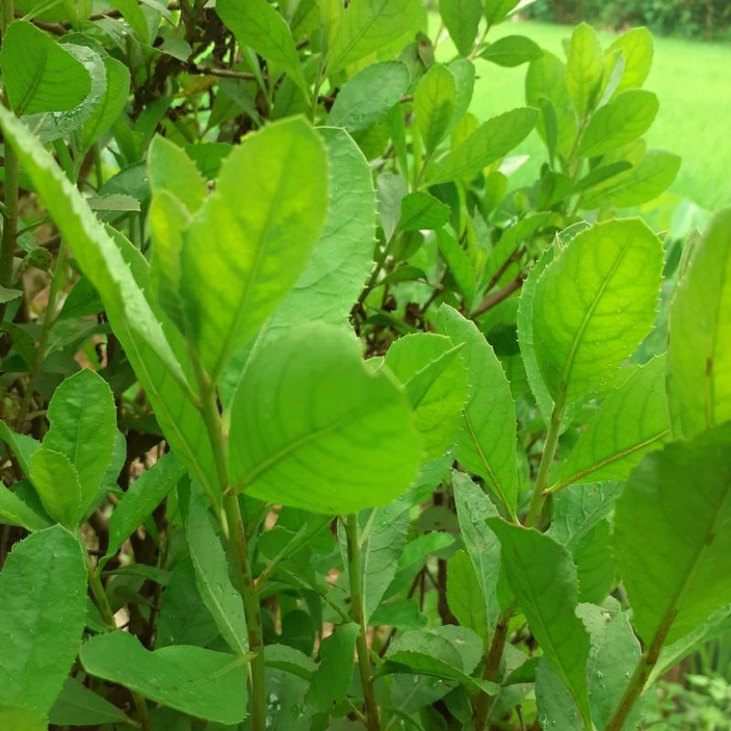

DAUN LUNTAS BELUNTAS SEGAR Murah