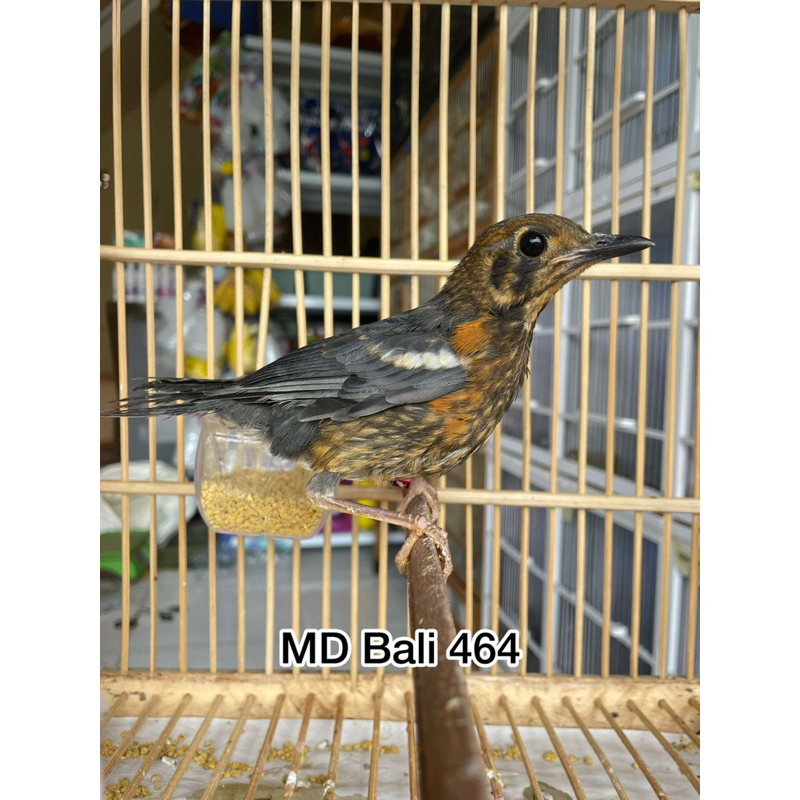 ANIS MERAH TROTOLAN TEGUH JAYA BIRDSHOP