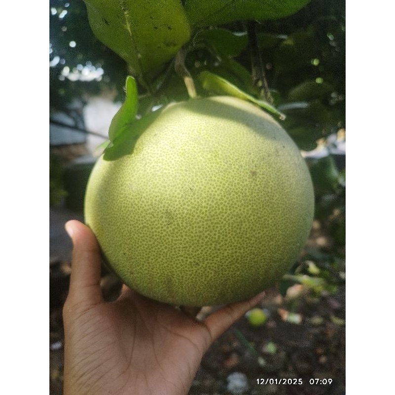 

Jeruk Bali Pamela