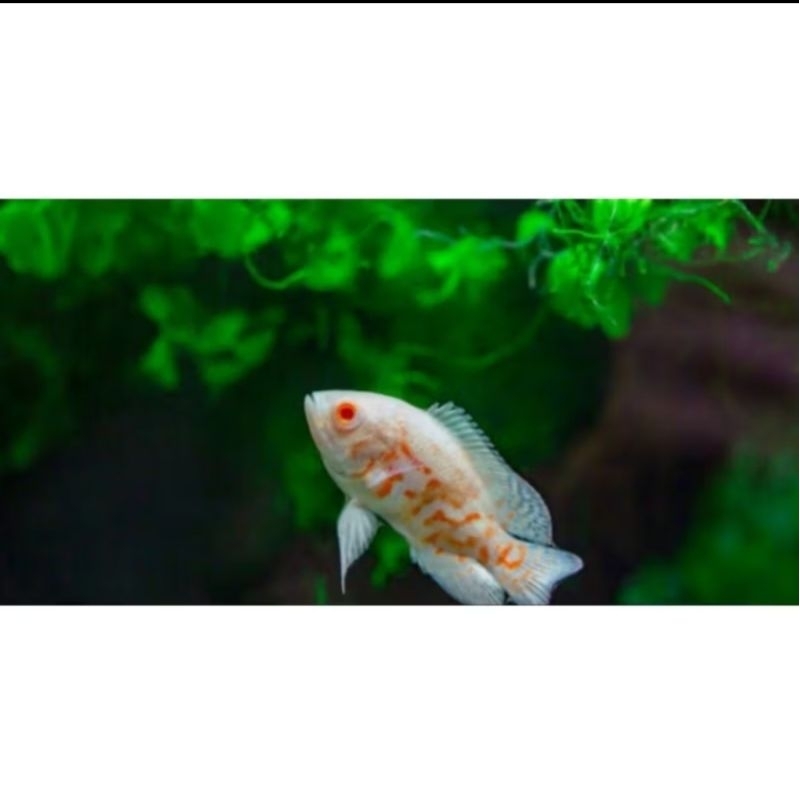 ikan Oscar tiger albino