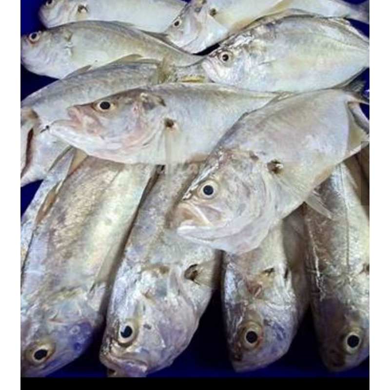 

Ikan Bagas (Kapasan) 1kg