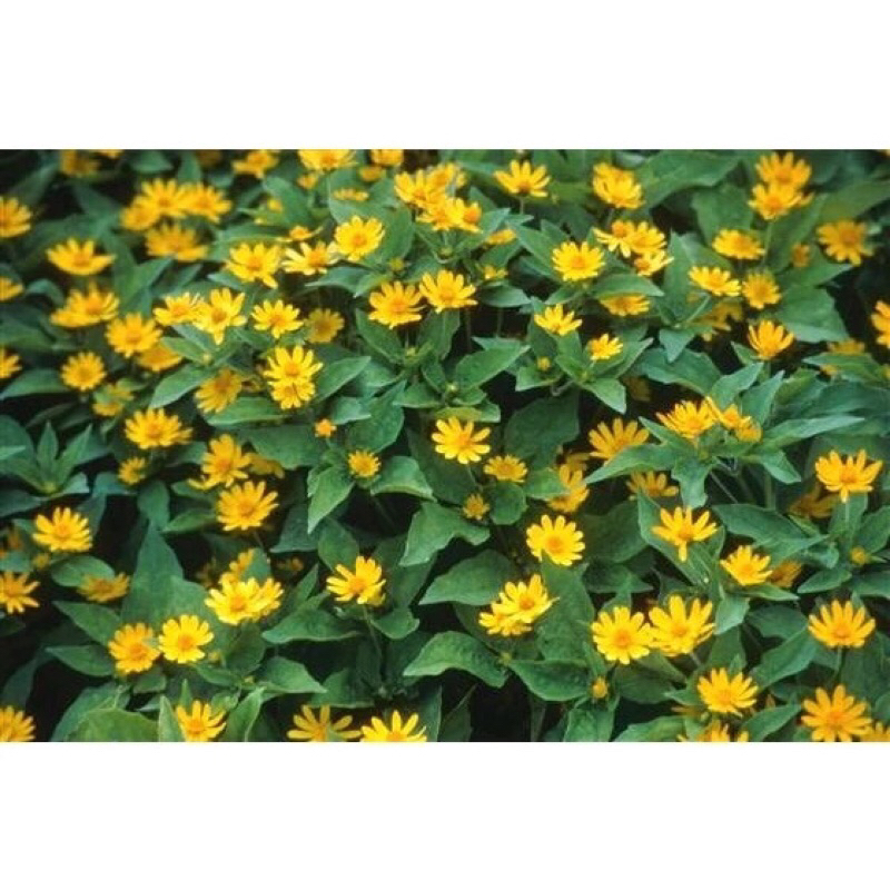 Tanaman Hias Bunga Butter Daisy/Matahari Mini | Kuning Cerah, Tahan Panas, Seribu Bintang
