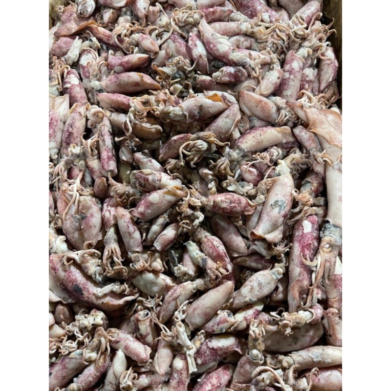 

CUMI SOTONG BESAR MURAH