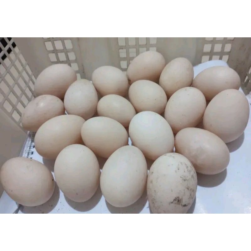 

telur fertil entok rambon murah