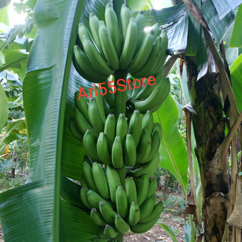 Pisang Cavendish Fresh 1 Tandan