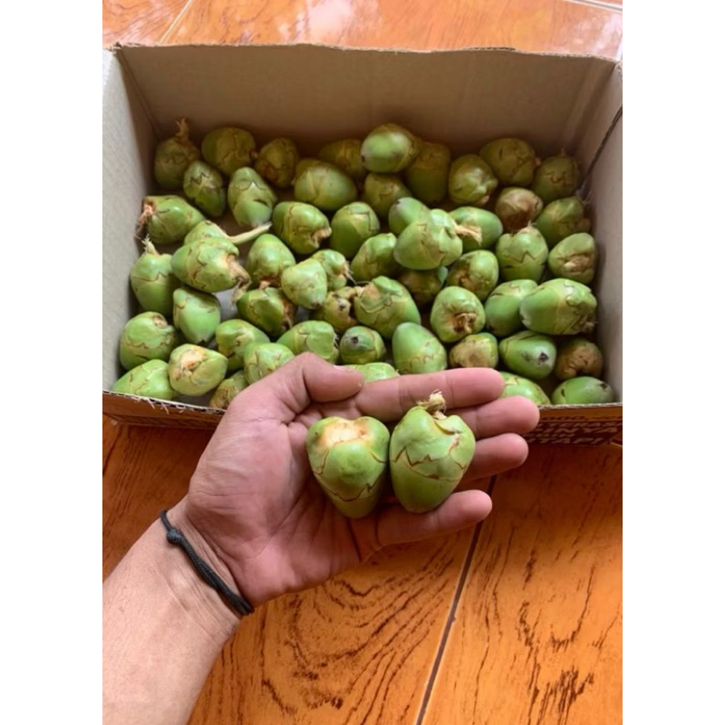 

Beluluk | Bakal Kelapa | Kelapa Kecil | Tembuluk | Obat Herbal Per 10 Biji