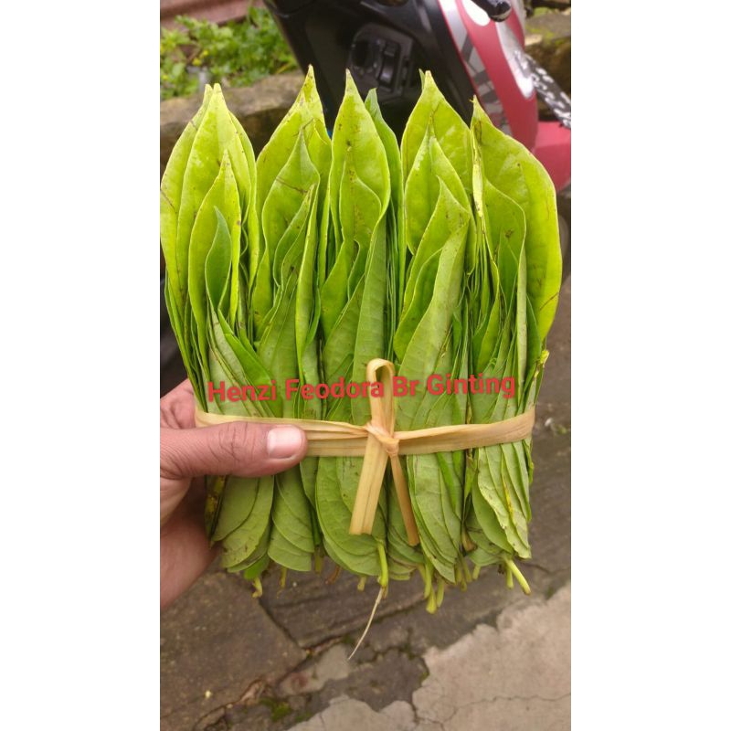 

Sirih Top Sultan Asli Medan