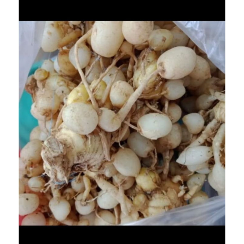 

telor kunyit putih/omyok500g
