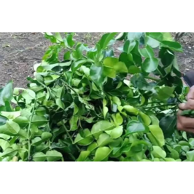 

JUAL DAUN JERUK / KG