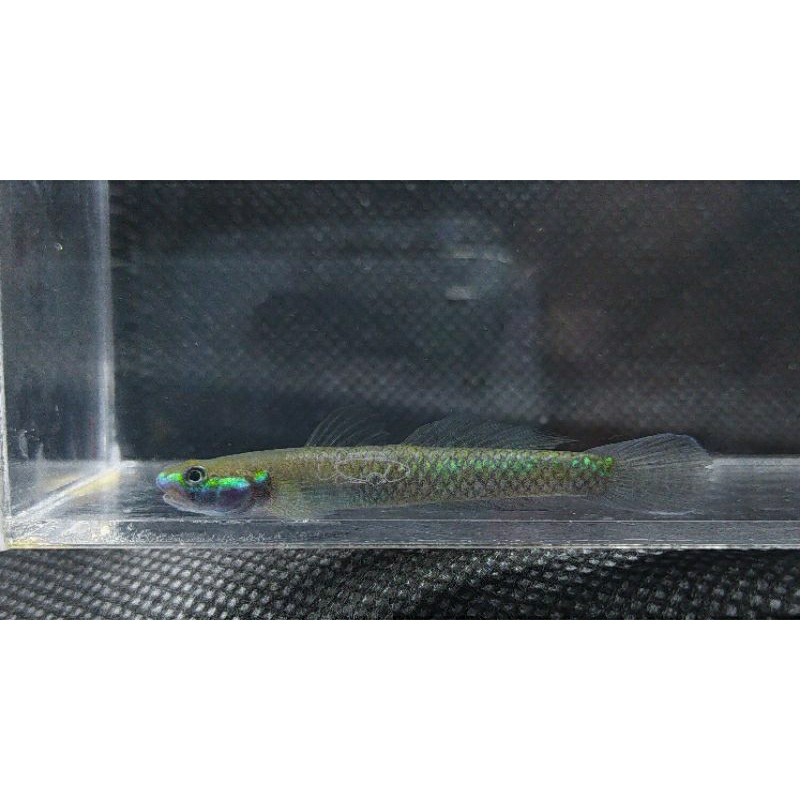 Cobalt Blue Goby (Stiphodon semoni)