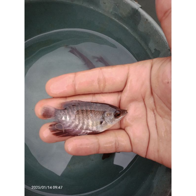 

ikan gurame soang /hitam size nyilet daging isi 10ekor