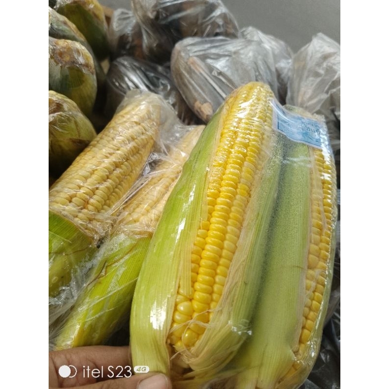 

jagung manis/jagung bakar mentah/jagung biasa/jagung burung