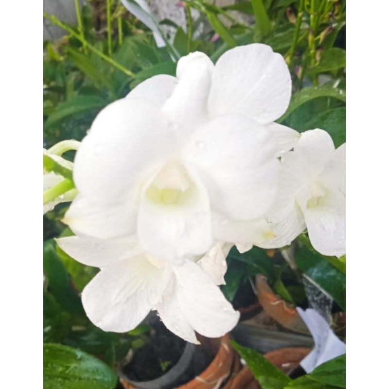 Anggrek Dendrobium id TKB ( putih ), pot hitam  kondisi dewasa /spike/knop/mekar