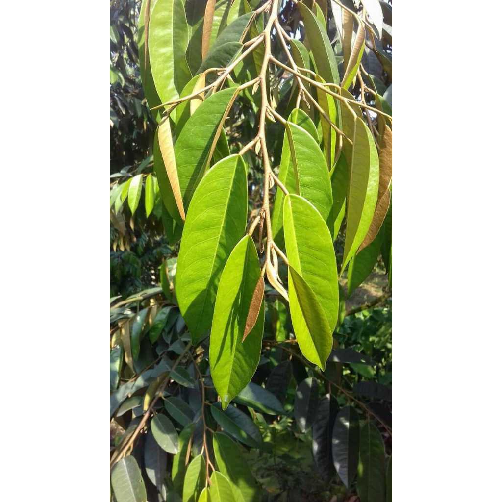 

Daun durian (Durio zibethinus)