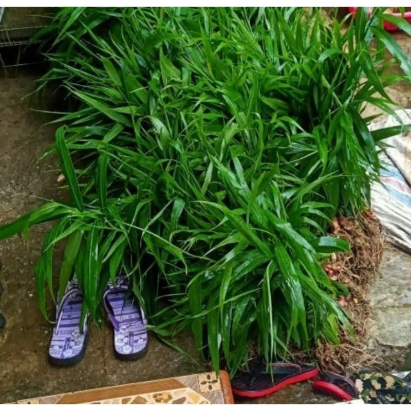 bibit jahe merah unggulan