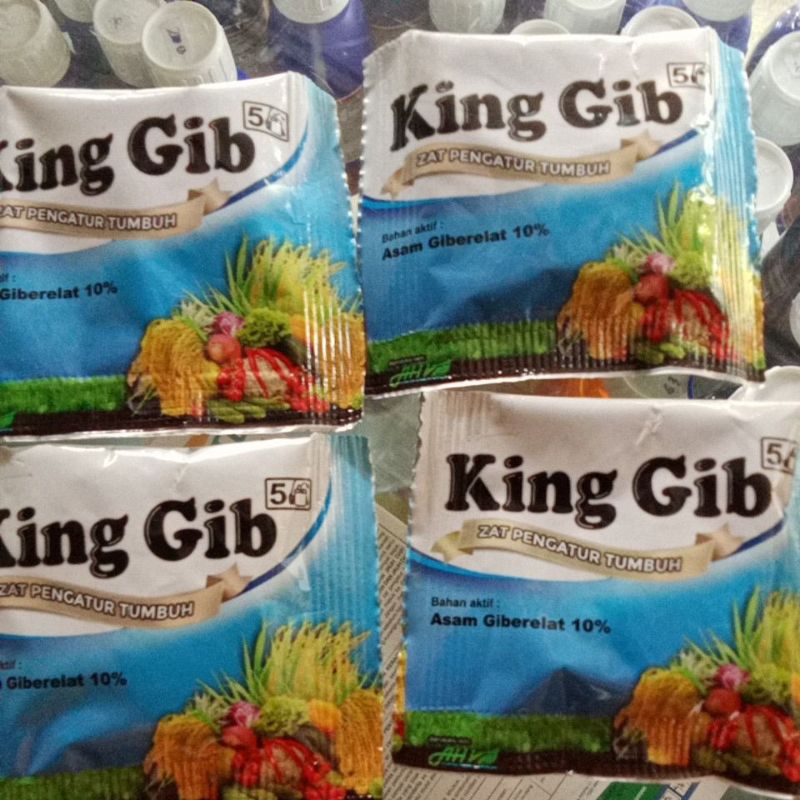 king gib( zat pengatur tumbuh)