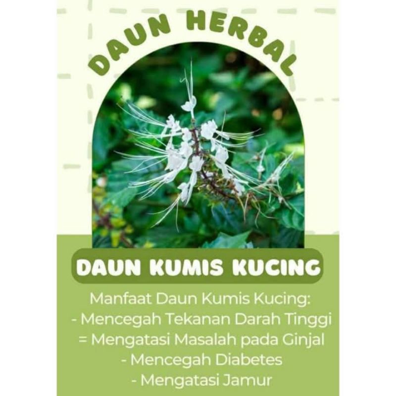 

Daun Herbal Kumis kucing 50lembar