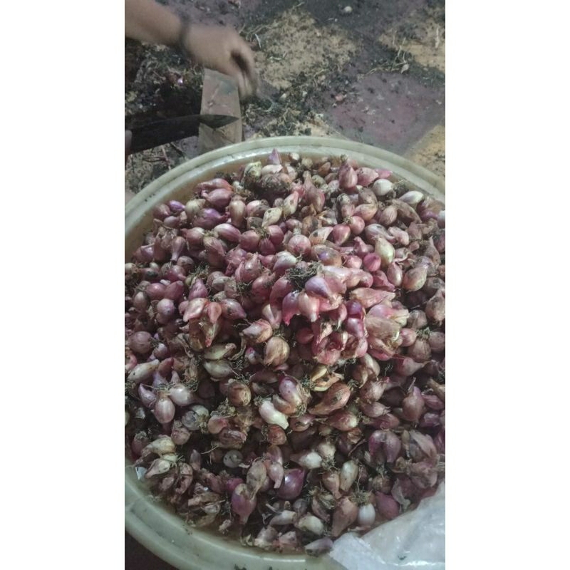 

bawang merah 1kg