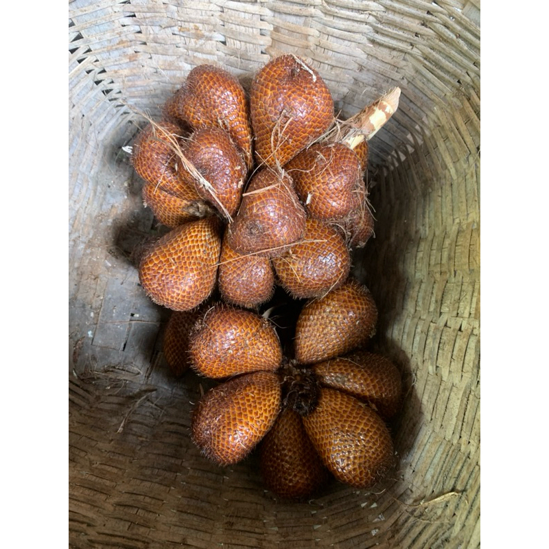 

Buah Salak Pondoh Sleman Manis