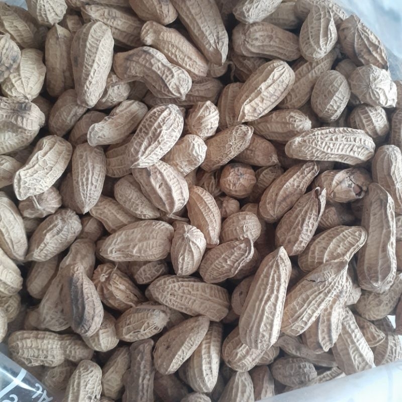 

KACANG KULIT SANGRAI SUPER 500GRAM CEMILAN KILOAN