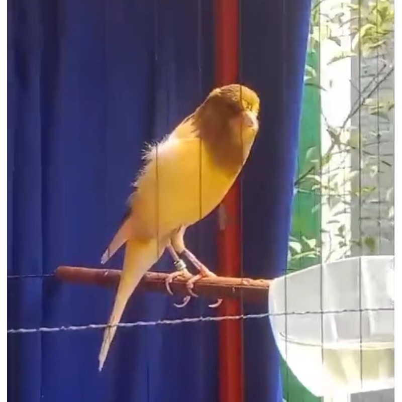 kenari F1 Ys big gacor dor