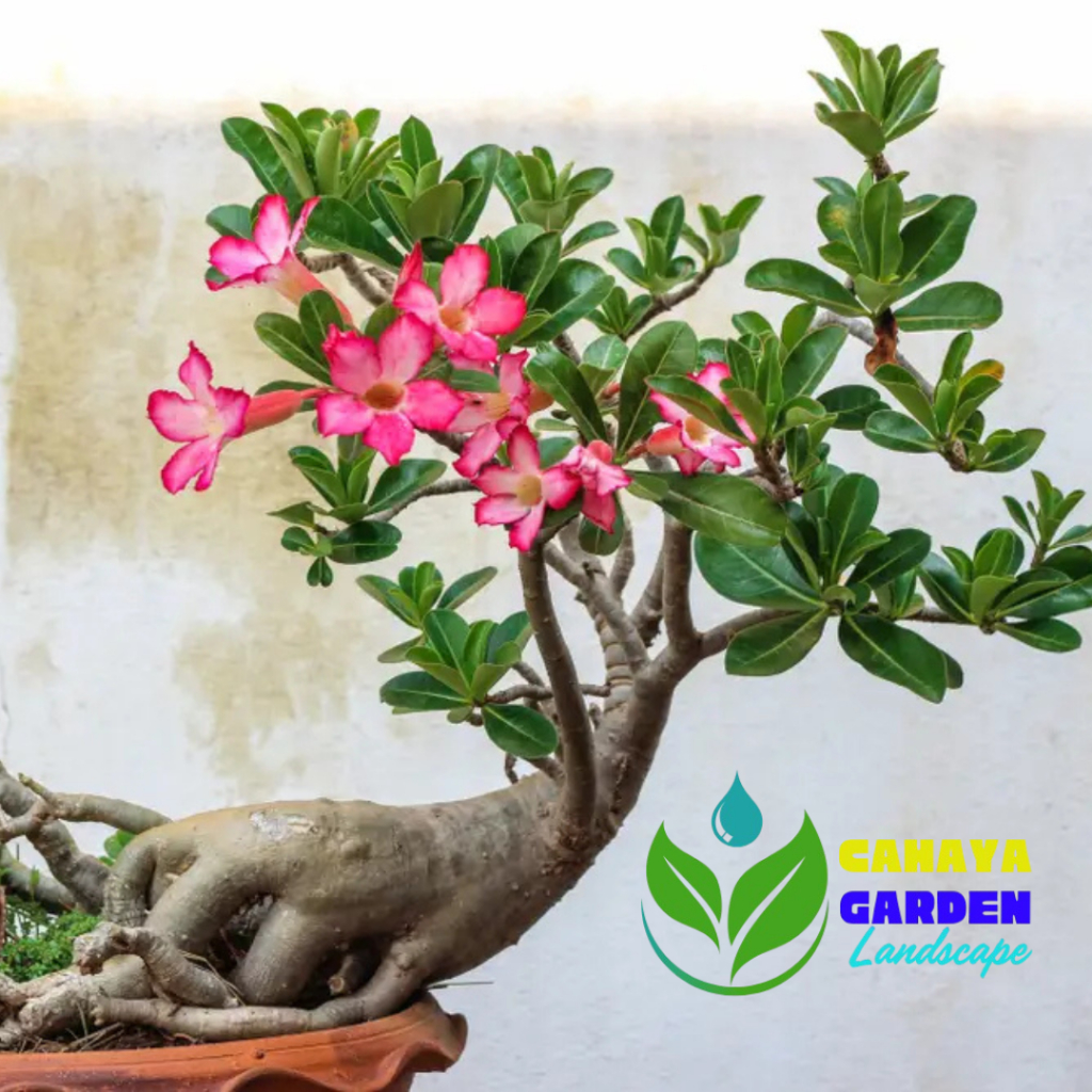 Bonsai adenium bonggol besar - Bonsai adenium kemboja jepang